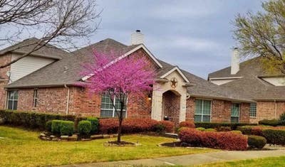 Single Room for Rent in Frisco TX Main Photo