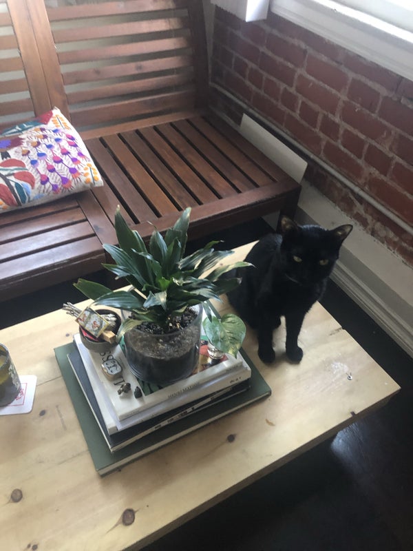 'Spacious Studio Apartment in Central Koreatown' Room to Rent from