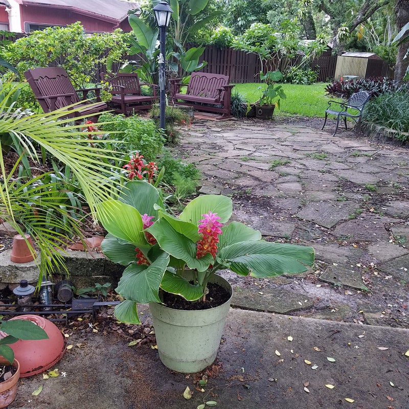 Photo 1: Garden Patio View From Master Bedroom