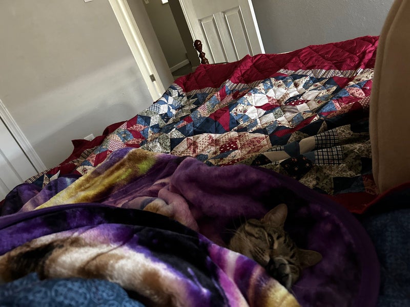 '22 year old professional female with one cat ' Roommate from SpareRoom