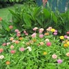 Photo 8: Garden