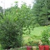 Photo 9: Garden