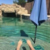 Photo 6: Backyard pool