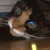 Photo 4: jupiter, juju for short