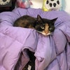 Photo 5: she is very friendly and will cuddle u