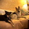 Photo 9: Residential Pups  