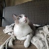 Photo 9: Balcony swing enjoyed by our pretty old girl