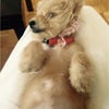 Photo 3: My fur baby. She’s half-Yorkie, half Bishon (10 lbs). Well-trained, attaches to ME!  