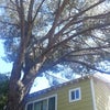 Photo 5: Big tree outside detached garage
