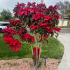 Photo 2: Our beautiful poinsettia Shrub.