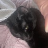 Photo 3: Shadow, age 7