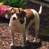 Photo 5: My Darling Patches
