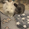 Photo 3: Blueberry & Reeses my bonded pair of rescue bunnies