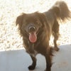 Photo 2: My 11-year-old Mini Aussie, Pico.