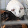 Photo 2: Mouse and Eclipse
