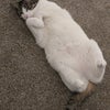 Photo 8: One of my two cats. Shes very, VERY friendly so no worries there.