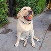 Photo 3: Bosco and his beloved ball.