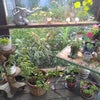 Photo 2: shared garden