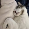 Photo 2: My Pet