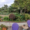 Photo 5: back yard panorama