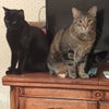 Photo 5: My two other cats