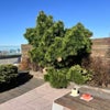 Photo 8: Rooftop
