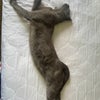 Photo 6: Paint him like one of your French girls