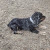 Photo 5: Roscoe