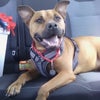 Photo 4: Ruger 