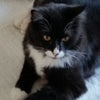 Photo 4:  10 years old rescued