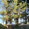 Photograph of Sarkis