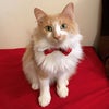 Photo 2: (Removed tie after photo was taken)