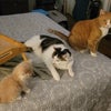 Photo 7: Our fur babies!