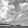 Photograph of T