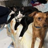 Photo 6: Fur babies: Jackie, Robinson and Malcolm X