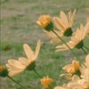 Photograph of Silvia 