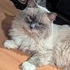 Photo 2: My ragdoll cat lucky