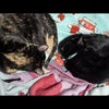 Photo 2: My two kitties!