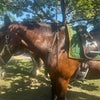 Photo 2: Horsie! 