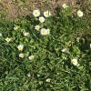 Photograph of Daisy