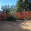 Photo 9: Backyard, fully fenced, now has green grass