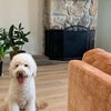 Photo 9: Friendly Goldendoodle on premise