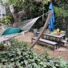 Photo 9: back yard w/hammock