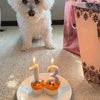 Photo 4: Lolas last birthday as she waited patiently for her goodies. 