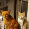 Photo 2: These are my medical emotional support cats with paperwork