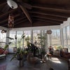 Photo 7: Our gorgeous plant powered sun room