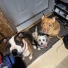 Photo 4: my three dogs that will be living with me