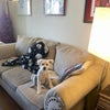 Photo 8: Dino in the living room