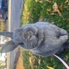 Photo 2: idk why it's sideways but this is Nugget:)