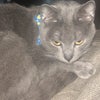 Photo 2: My cat, Marcellus! 
